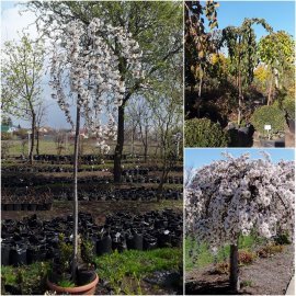 Черешня плакуча (Prunus pendula) / Stam 180-210 см / АЛЕ 12 см / контейнер