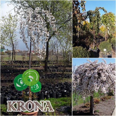 Саджанці купити Черешня плакуча (Prunus pendula) / Stam 180-210 см / АЛЕ 12 см / контейнер