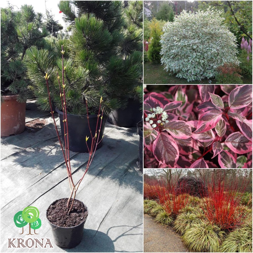 Саджанці купити Дерен білий "Sibirica Variegata" / контейнер С3 L