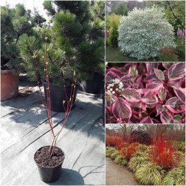 Дерен білий "Sibirica Variegata" / контейнер С3 L