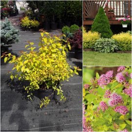 Спірея японська "Голден Принцес" (Spiraea japonica) "Golden Princess" / контейнер C3 L