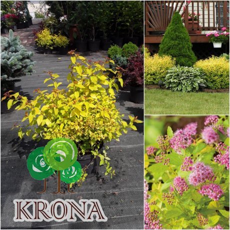 Саджанці купити Спірея японська "Голден Принцес" (Spiraea japonica) "Golden Princess" / контейнер C3 L