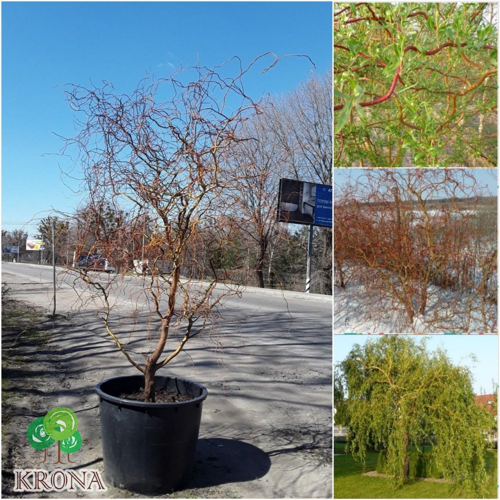 Саджанці купити Іва Матсуди (Salix Matsudana) /Н 300-350 см/АЛЕ 20 см/ кому