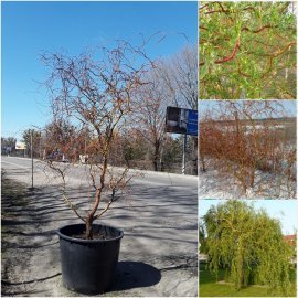 Іва Матсуди (Salix Matsudana) /Н 300-350 см/АЛЕ 20 см/ кому