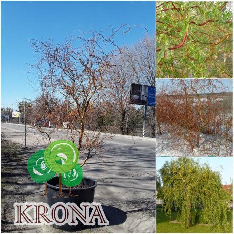 Саджанці купити Іва Матсуди (Salix Matsudana) /Н 300-350 см/АЛЕ 20 см/ кому