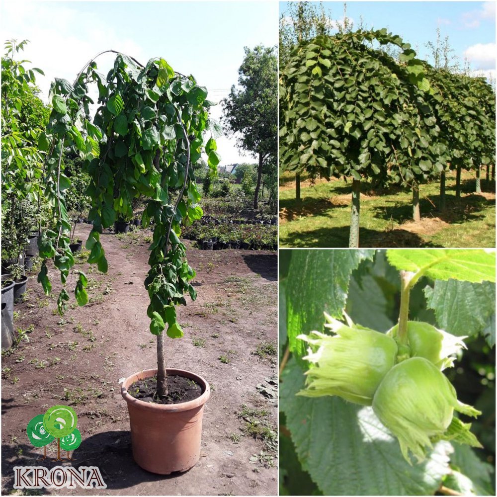 Саджанці купити Ліщина звичайна (Corylus avellana) "Pendula"/Stam 150 см / АЛЕ 8-10 см / контейнер