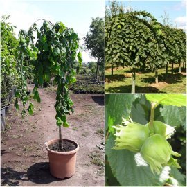 Ліщина звичайна (Corylus avellana) "Pendula"/Stam 150 см / АЛЕ 8-10 см / контейнер