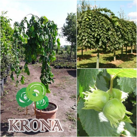 Саджанці купити Ліщина звичайна (Corylus avellana) "Pendula"/Stam 150 см / АЛЕ 8-10 см / контейнер