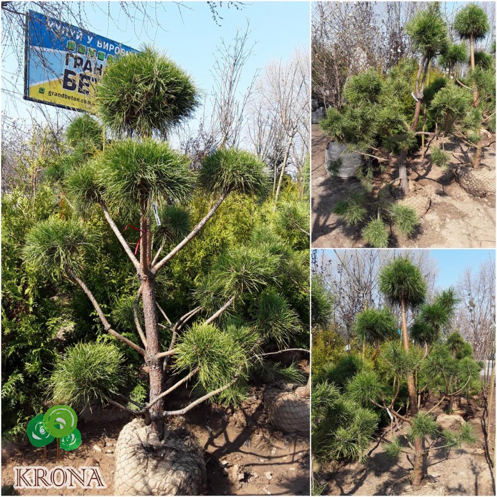 Саджанці купити Сосна звичайна "Нивакі" (Pinus Sylvestris "Niwaki") / H 180хD150 см / контейнер