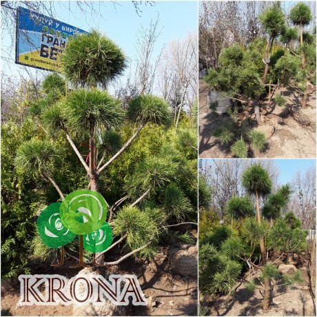 Саджанці купити Сосна звичайна "Нивакі" (Pinus Sylvestris "Niwaki") / H 180хD150 см / контейнер