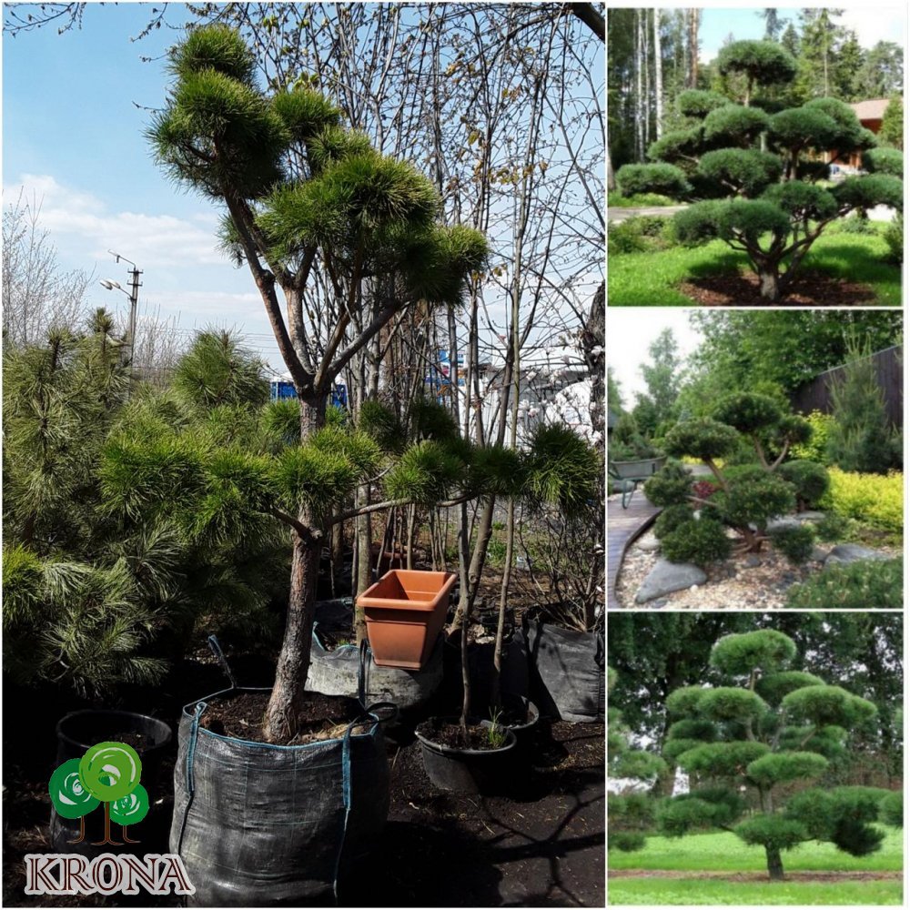 Саджанці купити Сосна звичайна "Нивакі" (Pinus Sylvestris "Niwaki") / H 180-220хD120 см / контейнер