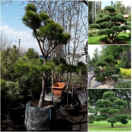 Сосна звичайна "Нивакі" (Pinus Sylvestris "Niwaki") / H 180-220хD120 см / контейнер