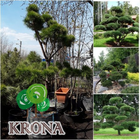 Саджанці купити Сосна звичайна "Нивакі" (Pinus Sylvestris "Niwaki") / H 180-220хD120 см / контейнер