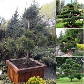 Сосна звичайна "Нивакі" (Pinus Sylvestris "Niwaki") / H 140хD100 см / контейнер Сосна звичайна "Нивакі" (Pinus Sylvestris "Niwaki") / H 140хD100 см / контейнер