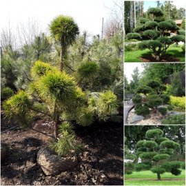 Сосна звичайна "Нівакі" (Pinus Sylvestris "Niwaki") / H 180 см / контейнер  150 L