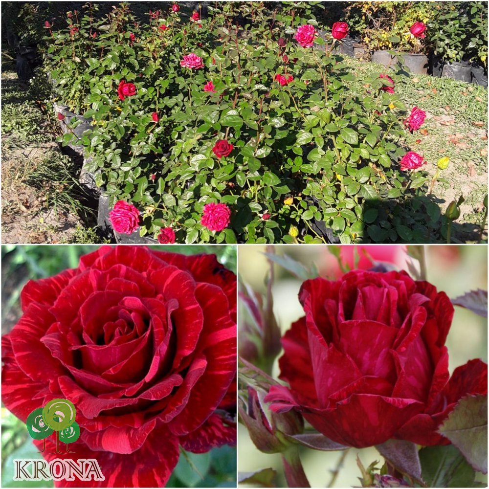 Саджанці купити Троянда "Red intuition"/контейнер C7.5 L