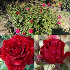 Троянда "Red intuition"/контейнер C7.5 L