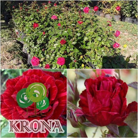 Саджанці купити Троянда "Red intuition"/контейнер C7.5 L