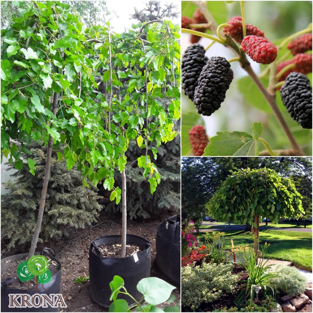 Саджанці купити Шовковиця  (Morus nigra) "Pendula"/Stam150-180 см/НО 8-12см/ big bag