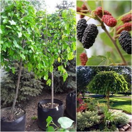 Шовковиця  (Morus nigra) "Pendula"/Stam150-180 см/НО 8-12см/ big bag