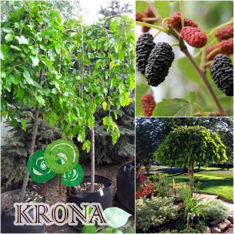 Саджанці купити Шовковиця  (Morus nigra) "Pendula"/Stam150-180 см/НО 8-12см/ big bag