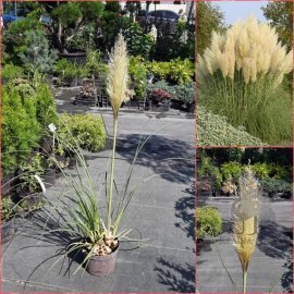 Пампасна трава або Кортадерія Селло (лат. Cortaderia selloana) / контейнер С3 L