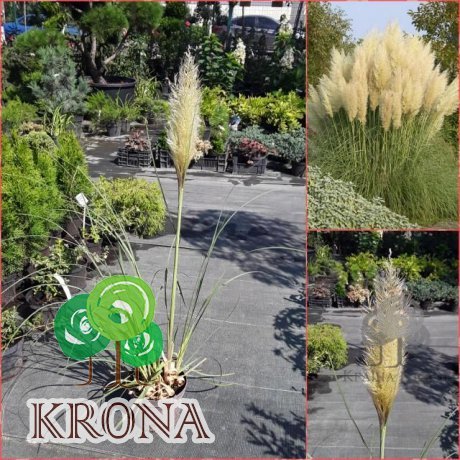 Саджанці купити Пампасна трава або Кортадерія Селло (лат. Cortaderia selloana) / контейнер С3 L
