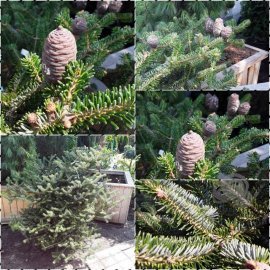 Ялиця Арнольда (Abies arnoldiana) "Poulsen" / Н80-100 см / контейнер C35 L