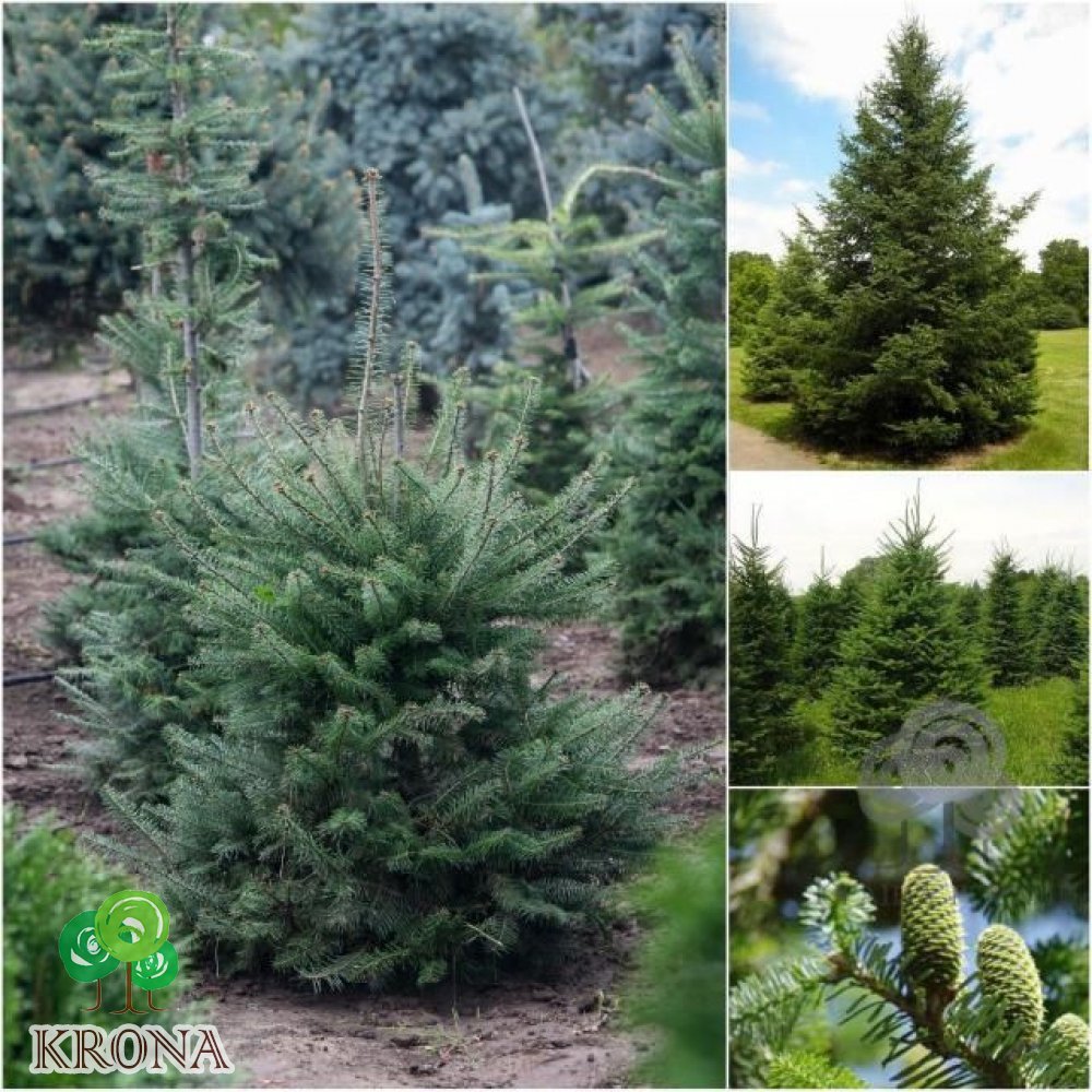 Саджанці купити Пихта бальзамическая (Abies balsamea) / Н 80-100 см / ком
