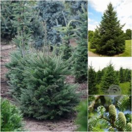 Пихта бальзамическая (Abies balsamea) / Н 80-100 см / ком