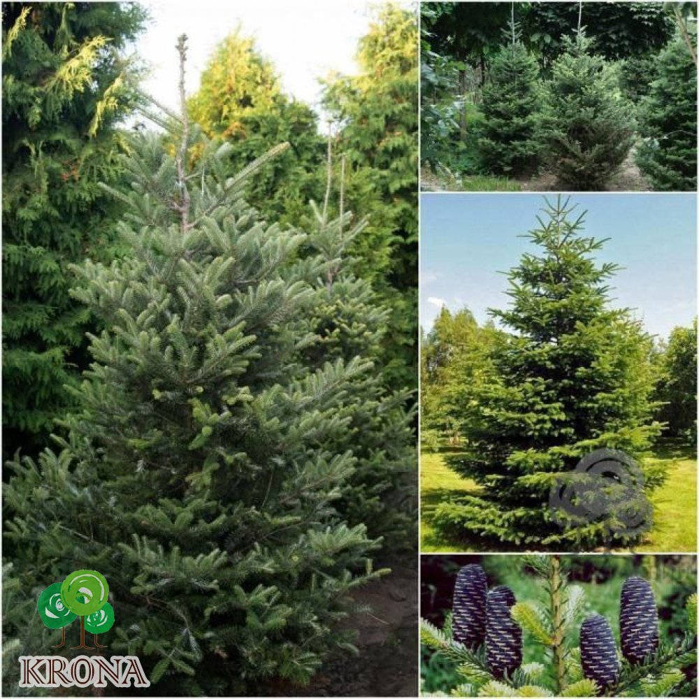 Саджанці купити Ялиця корейська (Abies koreana) / H 250 см / ком