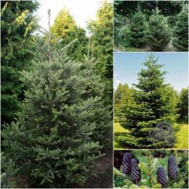 Ялиця корейська (Abies koreana) / H 200+ см / ком