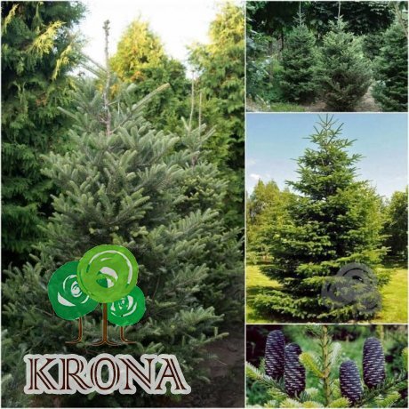 Саджанці купити Ялиця корейська (Abies koreana) / H 250 см / ком