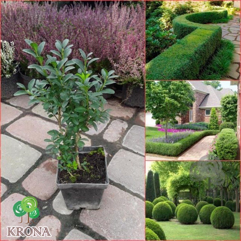 Саджанці купити Самшит вічнозелений (Buxus sempervirens) /Н 20-30 см/Р11 
