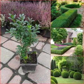 Самшит вічнозелений (Buxus sempervirens) /Н 20-30 см/Р11 Самшит вічнозелений (Buxus sempervirens) /Н 20-30 см/Р11