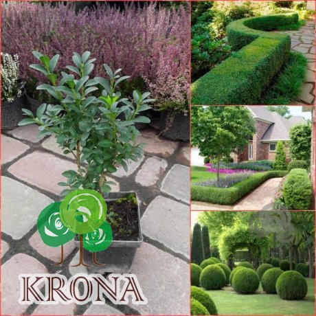 Саджанці купити Самшит вічнозелений (Buxus sempervirens) /Н 20-30 см/Р11 