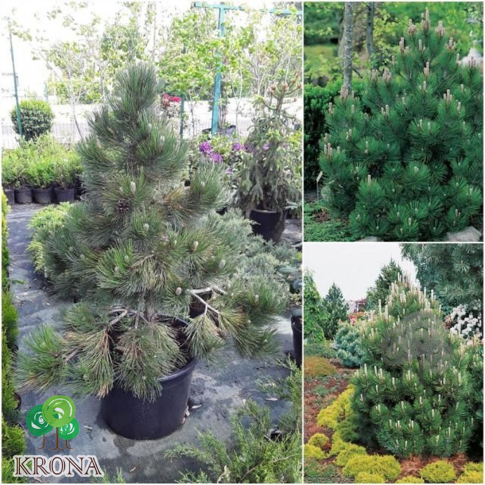 Саджанці купити Сосна Гельдрейха (Pinus heldreichii) "Compact Gem" / H100-120 см / контейнер