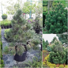 Сосна Гельдрейха (Pinus heldreichii) "Compact Gem" / H100-120 см / контейнер