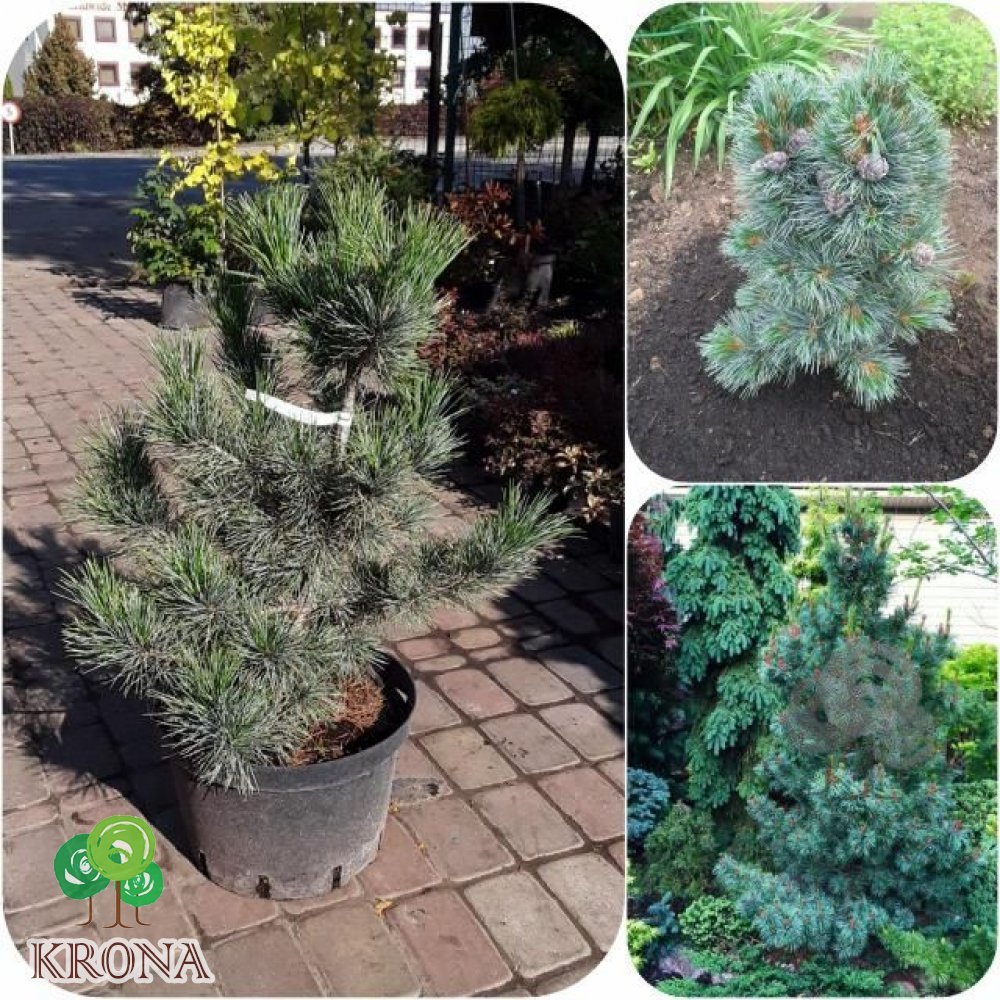 Саджанці купити Сосна кедрова (Pinus cembra) "Glauca" / Н 75 см / контейнер