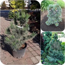 Сосна кедрова (Pinus cembra) "Glauca" / Н 75 см / контейнер