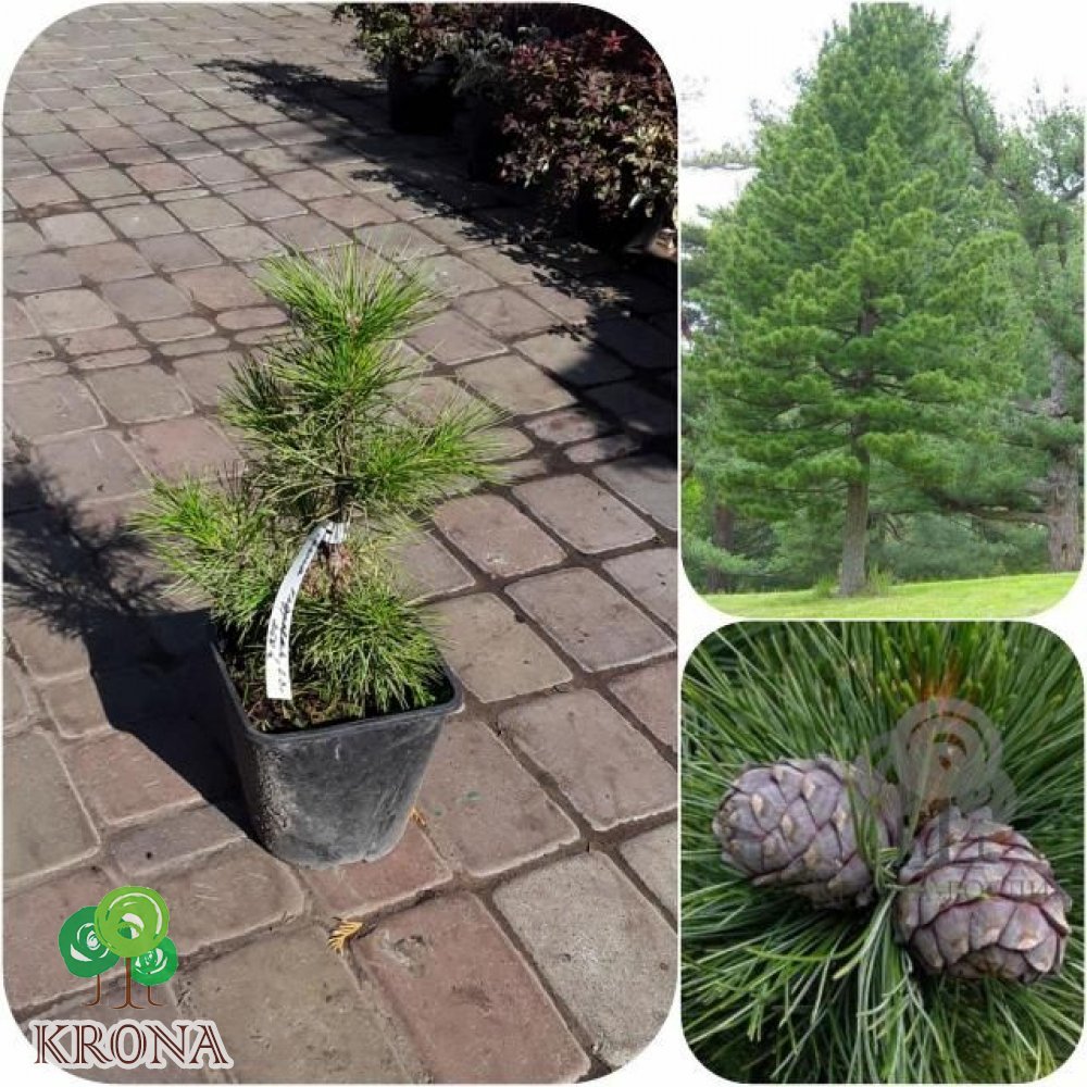 Саджанці купити Сосна кедрова (Pinus cembra) / контейнер С3 L