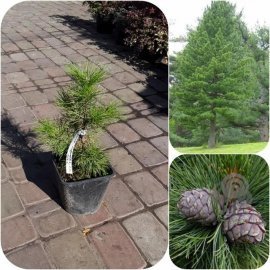 Сосна кедрова (Pinus cembra) / контейнер С3 L