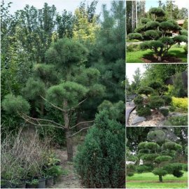 Сосна звичайна (Pinus sylvestris) "Ниваки" / Н 250 см / ком
