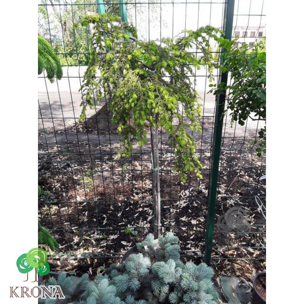 Саджанці купити Тсуга канадська "Pendula" / Stam 100 см / контейнер З 10 L