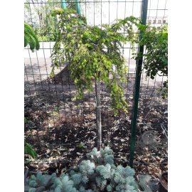 Тсуга канадська "Pendula" / Stam 100 см / контейнер З 10 L Тсуга канадська "Pendula" / Stam 100 см / контейнер З 10 L
