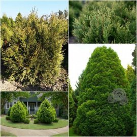Туя складчаста (Thuja plicata) "Kornik"/H90-110 см/кому Туя складчаста (Thuja plicata) "Kornik"/H90-110 см/кому