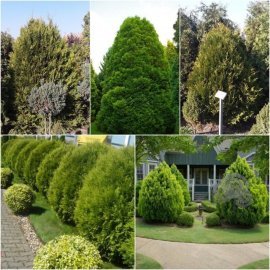 Туя складчаста (Thuja plicata) "Kornik"/Н 160 см/кому