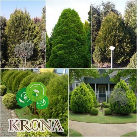 Саджанці купити Туя складчаста (Thuja plicata) "Kornik"/Н 160 см/кому
