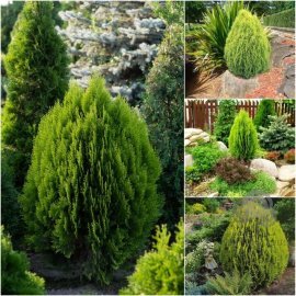 Туя східна "Ауреа Нана"/ (Thuja orientalis "Aurea Nana") /Н 80-90 см/ контейнер 35 L Туя східна "Ауреа Нана"/ (Thuja orientalis "Aurea Nana") /Н 80-90 см/ контейнер 35 L