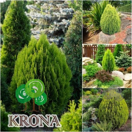Саджанці купити Туя східна  "Ауреа Нана"/  (Thuja orientalis "Aurea Nana") /Н 80-90 см/ контейнер  35 L